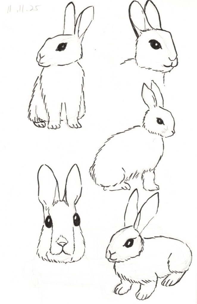 pencil and ink sketches of bunnies